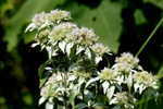 Loomis' mountainmint